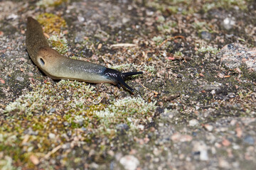 The slug Krynickillus melanocephalus crawls along the paths in the garden. The slug is a terrestrial gastropod mollusk of the order pulmonate snails of the family Agriolimacidae.