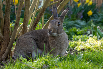 Rabbit at Easter