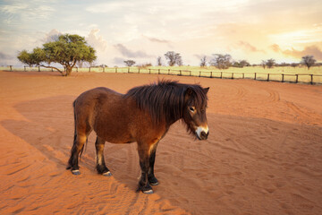 Ponies in the Kalahari National Park. Namibia