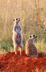 Meerkat, Addo Elephant National Park