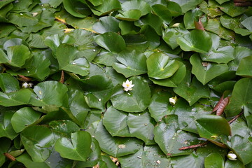 structure of  water lilie leaves with blossom © piquenique