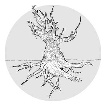 Pinus longaeva (bristlecone pine) -  Methuselah