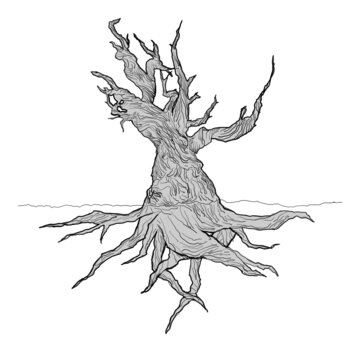 Pinus longaeva (bristlecone pine) -  Methuselah