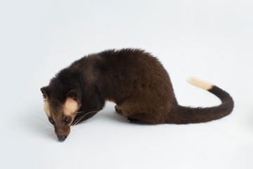 Sumatran Masked Palm Civet Paguma larvata leucomystax isolated on white background
