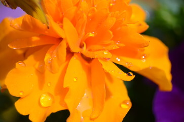 orange flower with water drops