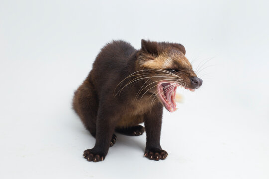 Sumatran Masked Palm Civet Paguma larvata leucomystax isolated on white background

