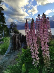 Patagonie : Route des 7 lacs entre Bariloche et San Martin de Los Andes