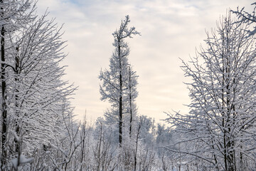 Obraz na płótnie Canvas snow and frost covered trees