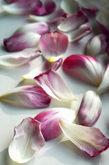 Fallen dried tulip petals on a white windowsill. White pink petals