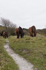 Obraz premium Horse in the field with green grass and the sea in the background.