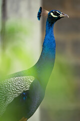 Obraz premium Indian Peafowl, Blue peacock, detail head portrait in green leaves blur, vertical photo