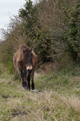 Horse in the field with green grass and the sea in the background.