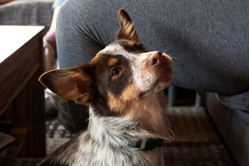 kleiner Hund