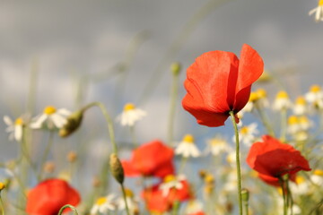 red poppies and chamomile and a grey sky in the background