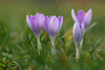 Group of crocuses in spring in the city park