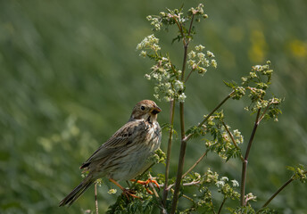 close up shot of an adult corn bunting (Emberiza calandra) perched in tall grass stalks
