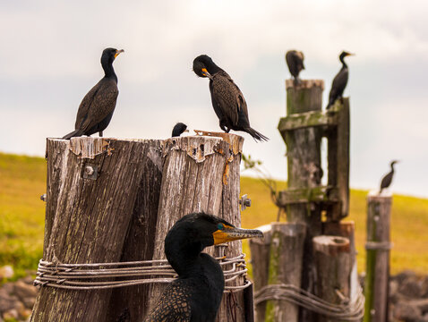 A group of double-crested cormorants drying off their feathers on some wooden pylons along the shore of Lake Okeechobee, Florida.