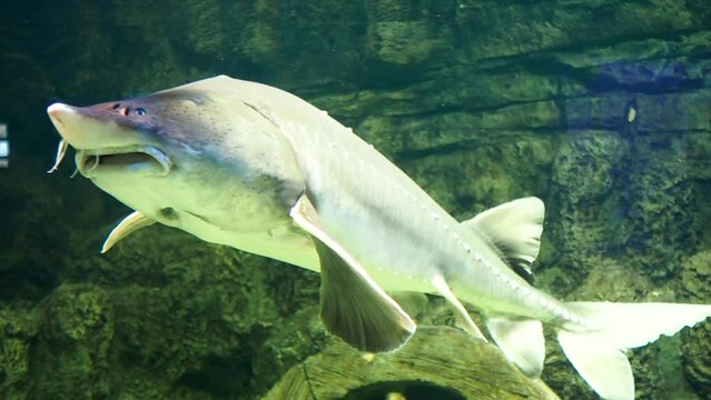 Atlantic sturgeon, underwater video of a large sturgeon. Red book fish. . High quality 4k footage