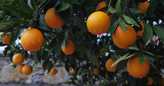 Orange trees with fruits on plantation green leafs and wet oranges on tree with water drops
