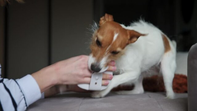 Dog chewing hair brush, Woman play with pet