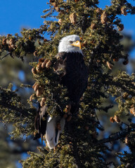 Bald Eagle in Eleven Mile Canyon