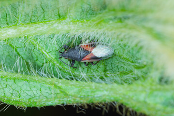 Lime Seed Bugs (Oxycarenus lavaterae) On soybeans. It is an invasive species of bedbug in Europe.