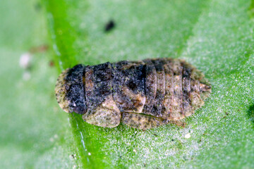 Leafhopper - Ledra aurita - Larvae on leaf.