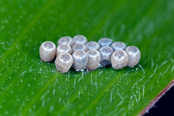 Eggs of shield bug in the family Pentatomidae on a maize leaf. - obrazy, fototapety, plakaty
