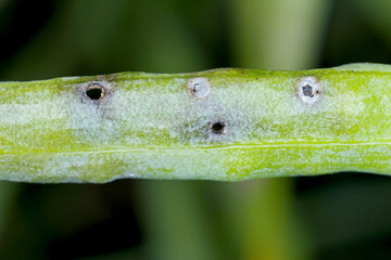 Exit holes in the rapeseed pod of larvae of cabbage seed pod weevil, Ceutorhynchus obstrictus...
