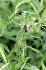 Caterpillar of painted lady (Vanessa cardui). It is migrating butterfly species whose larvae can damage many types of crops.