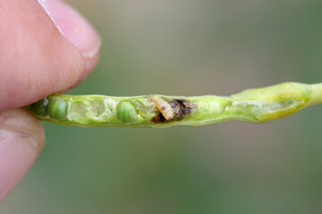 Larvae of cabbage seed pod weevil, Ceutorhynchus obstrictus (formerly called assimilis) is beetle from family Curculionidae, a pest of oilseed rape (canola) plants and and other cruciferous plants.