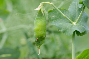 Acyrthosiphon pisum commonly known as the pea aphid or as the green dolphin, pea louse and clover louse. It is a sap-sucking insect in the Aphididae family, pest of pea crops. - obrazy, fototapety, plakaty