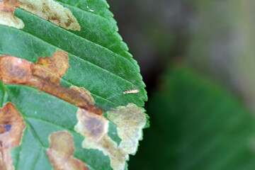 Moth of common horse-chestnut (Aesculus hippocastanum) and leaves damaged by horse-chestnut leaf...