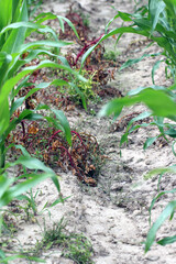 Fototapeta premium Weed - Chenopodium album white goosefoot plants successfully controlled with herbicide in a corn crop.