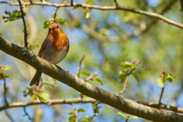 Robin red breast at the Eden Project in springtime