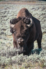 bison standing in mountains