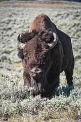 Raamstickers bison standing in mountains © Josh