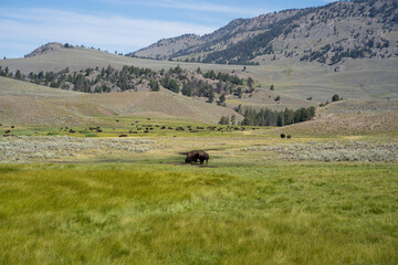 bison in the mountains 