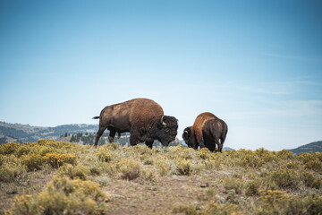 bison standing field 
