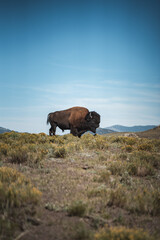 bison portrait