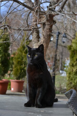 A beautiful black cat sits in a park and is looking away