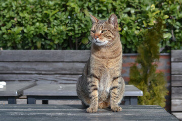 Naklejka na ściany i meble A tabby cat sits on a wooden table and enjoys the sun