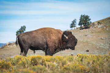 bison blowing snout