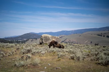 Deurstickers bison sex © Josh