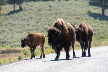 bison in road 
