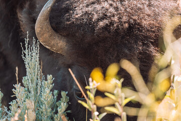 Bison eating