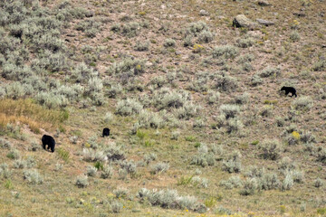 black bears
