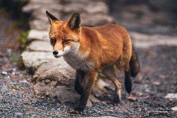 fox waiting for food
wild forest passes near