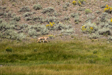 coyote in field 