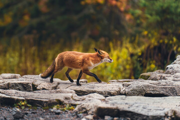 fox in the mountains,.running through the forest..waiting for prey